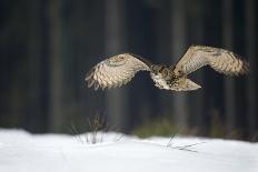 Curlews (Numenius Arquata) Group Flying over the Sea During Storm-Ben Hall-Photographic Print