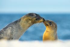 Galapagos Sea Lion (Zalophus Wollebaeki) Mother and Young Touching Noses, Galapagos Islands, May-Ben Hall-Photographic Print
