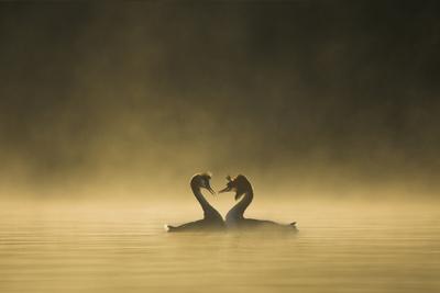 Great crested grebes performing courtship ritual, Cheshire, UK