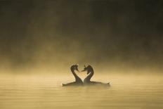 Great Crested Grebe (Podiceps Cristatus) Pair Performing Courtship Displaying at Dawn, Cheshire, UK-Ben Hall-Photographic Print
