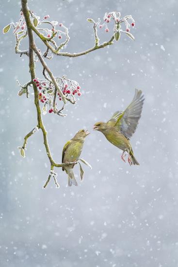 Premium Photographic Print, , large