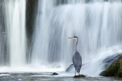 Grey Heron (Ardea Cinerea) Beneath Waterfall. Ambleside, Lake District, UK, November