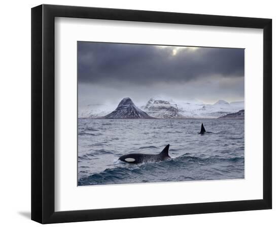Premium Photographic Print, , large