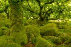 Stunted Oak Woodland Covered in Moss, Wistman's Wood, Devon, UK-Ben Hall-Photographic Print