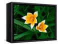 Canvas Black