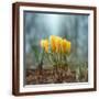 Brown Frame
