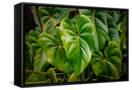 Canvas Black