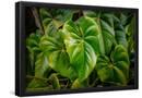 Essential Black
