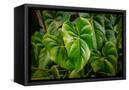 Canvas Black