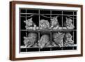 Brown Frame
