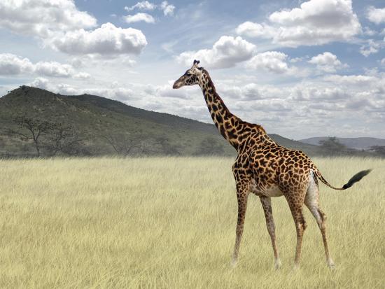 Premium Photographic Print, , large