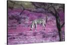 Stretched Canvas