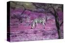 Stretched Canvas