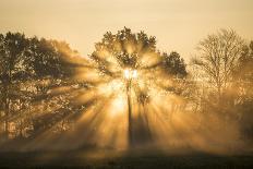 Sunrise over trees, Les Landes, Nouvelle-Aquitaine, France, Europe-Ben Pipe-Photographic Print