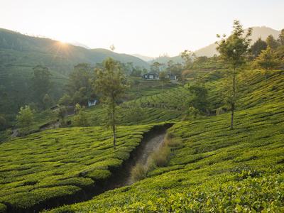 Tea Plantations Near Munnar, Kerala, India, South Asia