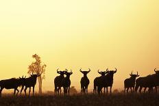 Impala (Aepyceros melampus) three adult males, silhouetted at sunset, Nairobi , Kenya-Ben Sadd-Photographic Print