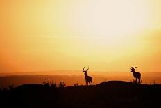 Impala (Aepyceros melampus) three adult males, silhouetted at sunset, Nairobi , Kenya-Ben Sadd-Photographic Print