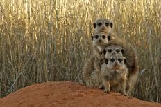 Meerkat (Suricata suricatta) four juveniles, Kuruman River Reserve-Ben Sadd-Photographic Print