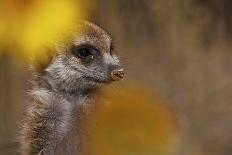 Meerkat (Suricata suricatta) juvenile, close-up of head, Kuruman River Reserve-Ben Sadd-Photographic Print