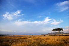 View of lone tree in grassland habitat with stormclouds, Ol Pejeta Conservancy, Kenya-Ben Sadd-Photographic Print