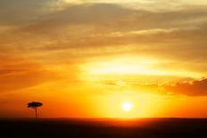 View of grassland habitat and acacia tree silhouetted at sunset, Masai Mara, Kenya, August-Ben Sadd-Photographic Print