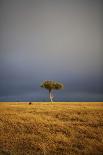 View of grassland habitat with stormclouds, Ol Pejeta Conservancy, Laikipia District, Kenya-Ben Sadd-Photographic Print