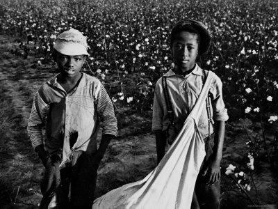 African American Children - Are Cotton Pickers Pulling Sacks Along Behind Them as They Pick Cotton