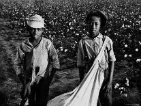 Young African American Cotton Pickers Standing in the Cotton Field with their Sacks-Ben Shahn-Photographic Print