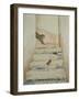 Ben Youssef's Staircase-Ditz-Framed Giclee Print