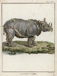 Fine Early Engraving of an African Rhinoceros-Benard-Art Print