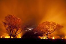 Grass Fire at Night in Pantanal, Brazil-Bence Mate-Photographic Print