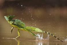 Green - Double-Crested Basilisk (Basiliscus Plumifrons) Running Across Water Surface-Bence Mate-Photographic Print