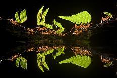 Leafcutter Ants (Atta Sp) Colony Harvesting a Banana Leaf, Costa Rica-Bence Mate-Photographic Print