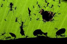 Leaf Cutter Ants (Atta Sp) Female Worker Ants Carry Pieces of Fern Leaves to Nest, Costa Rica-Bence Mate-Stretched Canvas