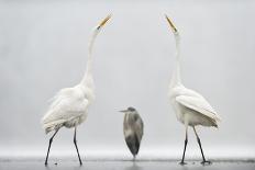 Dalmatian Pelican (Pelecanus Crispus) Low Angle Perspective of Open Bill, Lake Kerkini, Greece-Bence Mate-Framed Photographic Print