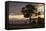 Bench and Tree Overlooking Lake Taupo, Taupo, North Island, New Zealand, Pacific-Stuart-Framed Stretched Canvas