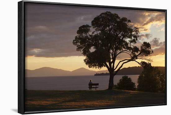 Bench and Tree Overlooking Lake Taupo, Taupo, North Island, New Zealand, Pacific-Stuart-Framed Photographic Print