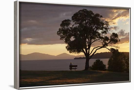 Bench and Tree Overlooking Lake Taupo, Taupo, North Island, New Zealand, Pacific-Stuart-Framed Photographic Print