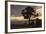 Bench and Tree Overlooking Lake Taupo, Taupo, North Island, New Zealand, Pacific-Stuart-Framed Photographic Print