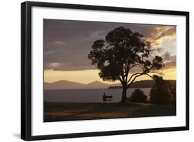 Bench and Tree Overlooking Lake Taupo, Taupo, North Island, New Zealand, Pacific-Stuart-Framed Photographic Print