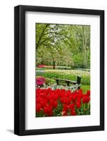 Bench in Garden Keukenhof-neirfy-Framed Photographic Print