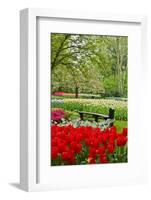 Bench in Garden Keukenhof-neirfy-Framed Photographic Print