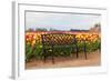 Bench in Tulip Field-TamiFreed-Framed Photographic Print