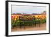 Bench in Tulip Field-TamiFreed-Framed Photographic Print