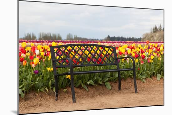Bench in Tulip Field-TamiFreed-Mounted Photographic Print