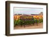 Bench in Tulip Field-TamiFreed-Framed Photographic Print