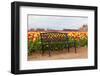 Bench in Tulip Field-TamiFreed-Framed Photographic Print
