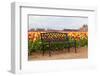 Bench in Tulip Field-TamiFreed-Framed Photographic Print