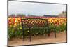 Bench in Tulip Field-TamiFreed-Mounted Photographic Print