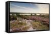 Bench Overlooking Landspace and Flowering Common Heather (Calluna Vulgaris) Dorset, England, UK-Ross Hoddinott-Framed Stretched Canvas